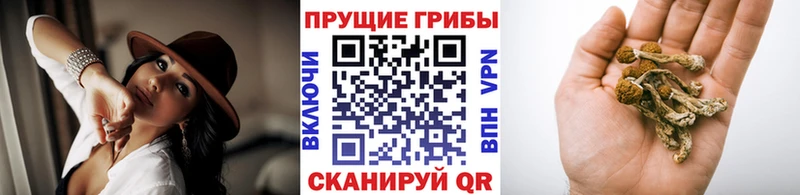 Галлюциногенные грибы Psilocybine cubensis  как найти   Копейск 
